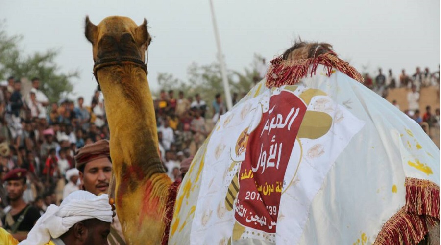 سباق الهجن.. موروث شعبي سنوي في حضرموت