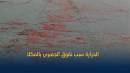 الثروة السمكية توضح أسباب نفوق الجمبري في ساحل المكلا بحضرموت