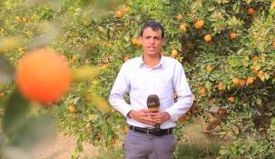 مأرب المحافظة الأولى في  زراعة البرتقال ..  130 ألف طنا تنتجه كل عام &quot; صور&quot;