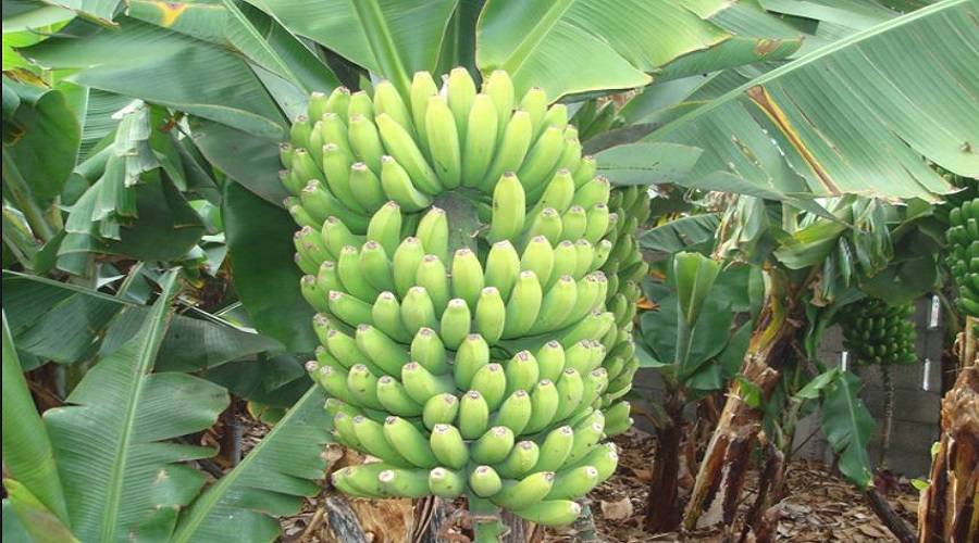 مكتب الرزاعة في أبين: 70%من أشجار الموز أنتهت كلياً بسبب الحرب