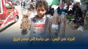 هكذا تحولت جائحة الجراد في اليمن إلى مصدر لتحسين دخل الأسر الفقيرة