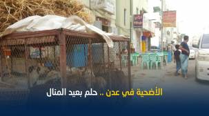 موظفون في عدن يعزفون عن شراء الأضاحي بسبب ارتفاع أسعارها