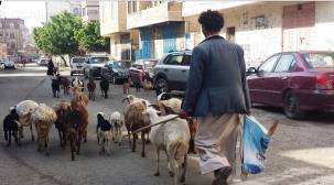 مواطن في شوارع صنعاء  يعمل في رعي الأغنام  