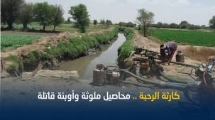 بلقيس توثق: مزارعون يروون محاصيلهم  بمياه الصرف الصحي شمال صنعاء