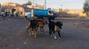 الكلاب الضالة تهدد صنعاء.. 80  ألفا ترعب السكان وتنشر المرض